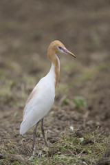 Cattle egret/ This is wild bird photo which was took in Japan Aichi-pref. This bird name is Cattle egret.