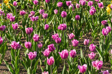 Obraz na płótnie Canvas pink tulips flowers background