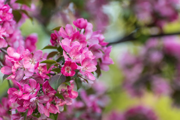 pink sakura flowers background