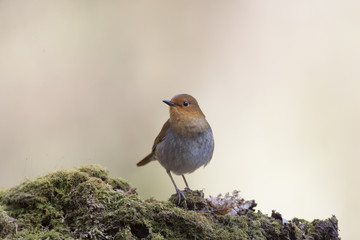 Japanese robin/ This is wild bird photo which was took in Japan Aichi-pref. This bird name is Japanese robin.