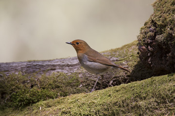 Japanese robin/ This is wild bird photo which was took in Japan Aichi-pref. This bird name is Japanese robin.