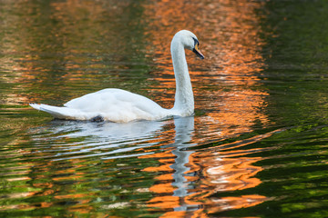 swan lake park pond