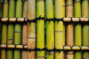 Green bamboo fence