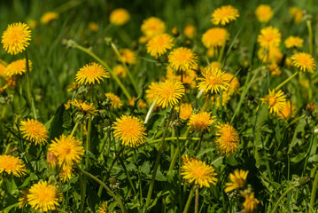 dandelion flowers meadow