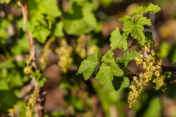closeup of redcurrant flowers and leaves