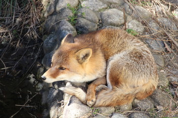 ホンドギツネ　fox