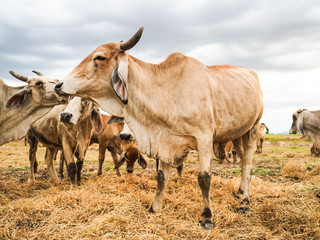 Brown cow eating grass straw. In the fields