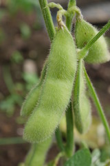 Edamame beans in a home garden being ready for harvesting