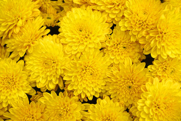 yellow chrysanthemum flower background - obrazy, fototapety, plakaty