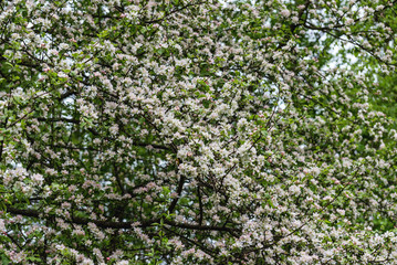 Fototapeta na wymiar white flowers apple tree background