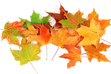 colorful autumn maple leaves isolated on white background