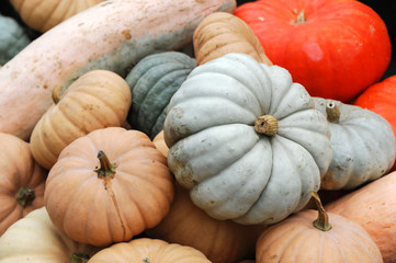 different pumpkins stacking in pile in harvest season