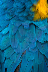 Colorful of Scarlet macaw bird's feathers with yellow and blue shades