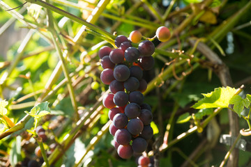 Bunches of grape in the vineyard. Selective focus. Shallow depth of field.