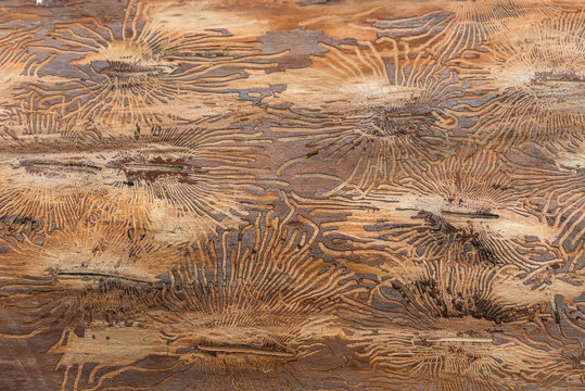 wood trunk bark beetle texture