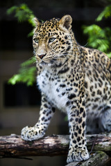 Fototapeta na wymiar A closeup of a leopard