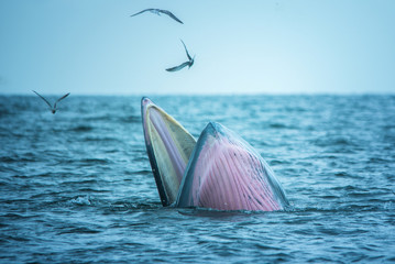 Obraz premium Bryde's whale of gulf of Thailand