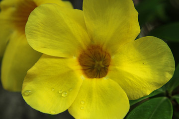 Yellow Allamanda Flower