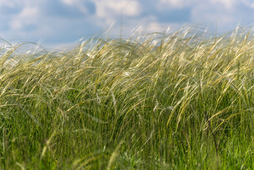 feather grass field
