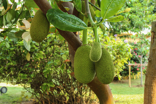 Jackfruit Tree and young Jackfruits