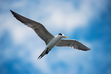 Seagulls in Gulf of Thailand