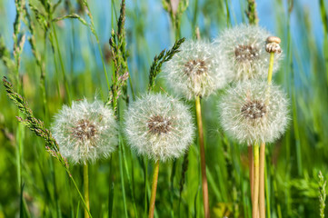 dandelion flowers meadow grass
