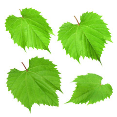 young green grape leaves on a white background