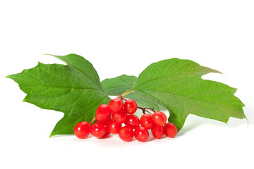 Viburnum berries with leaves isolated on white