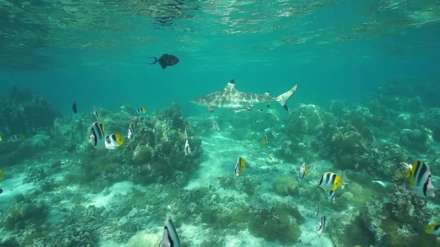 A blacktip reef shark with tropical fish in shallow water of a lagoon, underwater scene, Pacific ocean, Huahine, French Polynesia
