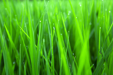 paddy rice in Green