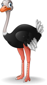Cute ostrich cartoon Stock Vector | Adobe Stock