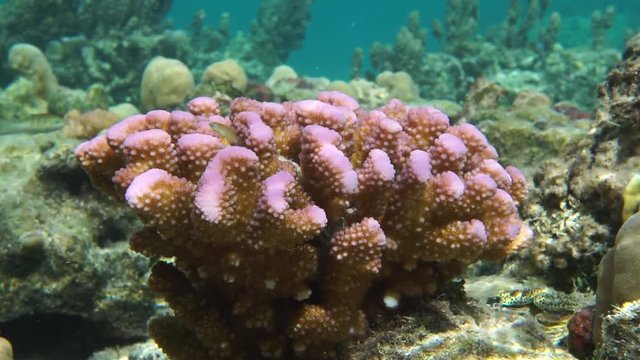 Close up of Pocillopora cauliflower coral with pink color, underwater in the lagoon of Bora Bora, Pacific ocean, French Polynesia

