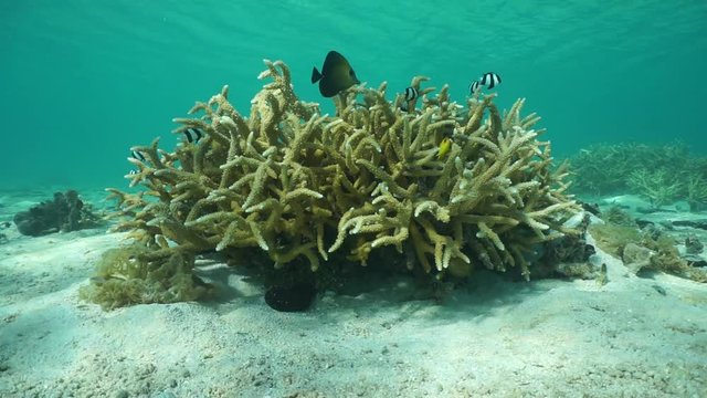 Staghorn coral, Acropora pulchra, with tropical fish underwater in the lagoon of Maupiti island, Pacific ocean, French Polynesia
