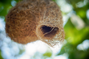 Obraz premium skylark nests with soft focus
