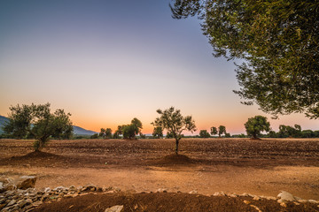 Apulian olive groves