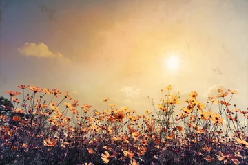 Fototapete Honigfarbe Weinleselandschaftsnaturhintergrund des schönen Kosmosblumenfeldes auf Himmel mit Sonnenlicht. Retro-Farbton-Filtereffekt