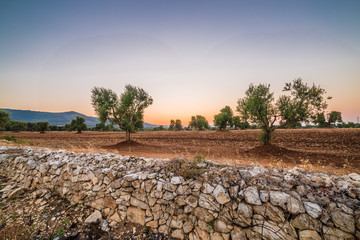 Apulian olive groves