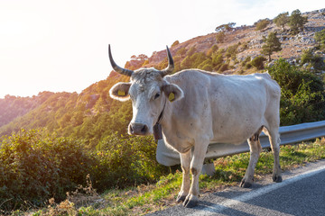 Cow is on trail in mountains Sanctuary Mentorella, Lazio, Italy