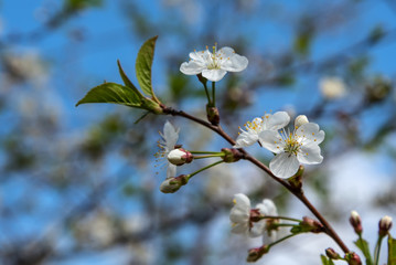 white flowers cherry branch