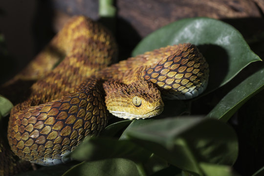 Buschviper