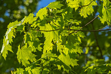maple leaves sunlight
