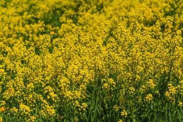 yellow flowers background