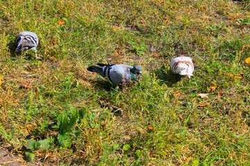 Doves in a city park