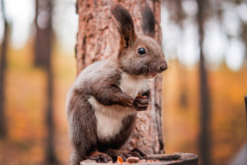 Squirrel eating nuts.