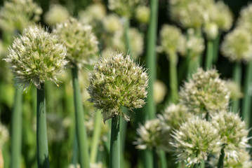onion flower buds plant vegetables