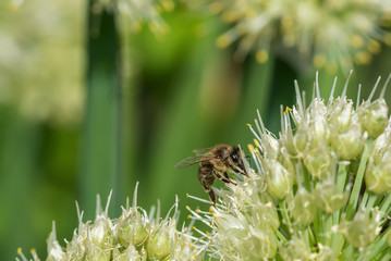 onion flower bee bud