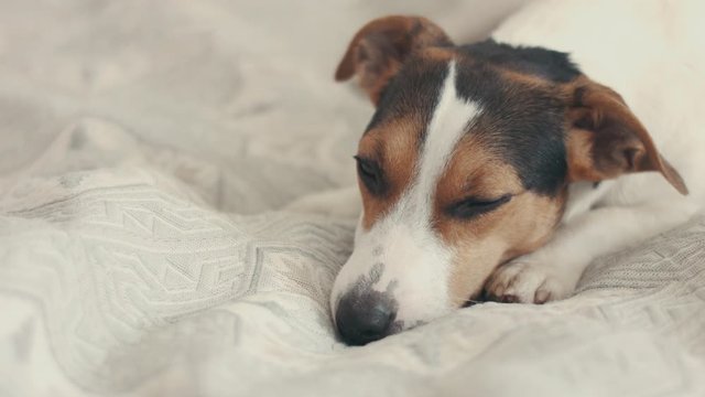 small dog breed the Jack Russell Terrier lays on the bed and looks sad into the camera