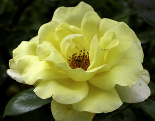 Yellow Rose