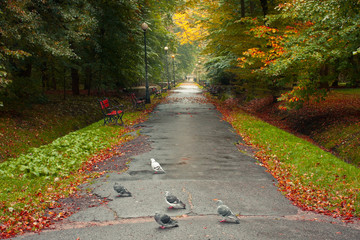 Gołębia w parku miejskim © Mariusz Stoszewski