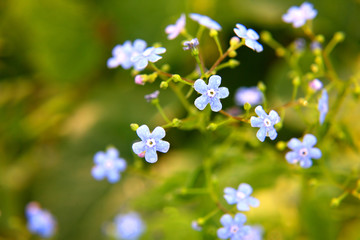 delicate wildflowers on a green background